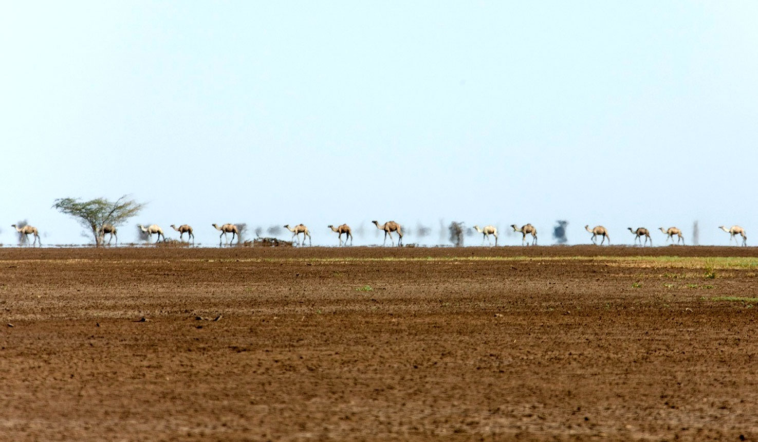 Camel Safari, 05