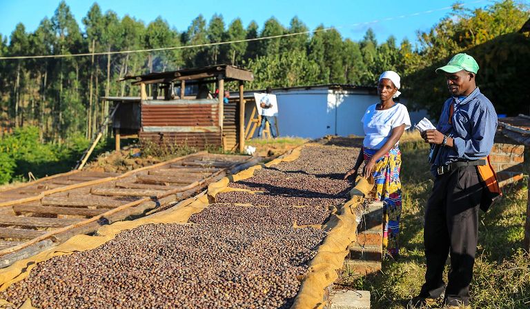 Some of the better small estates in Africa service the very upper end of the coffee market and generate prize-winning product.