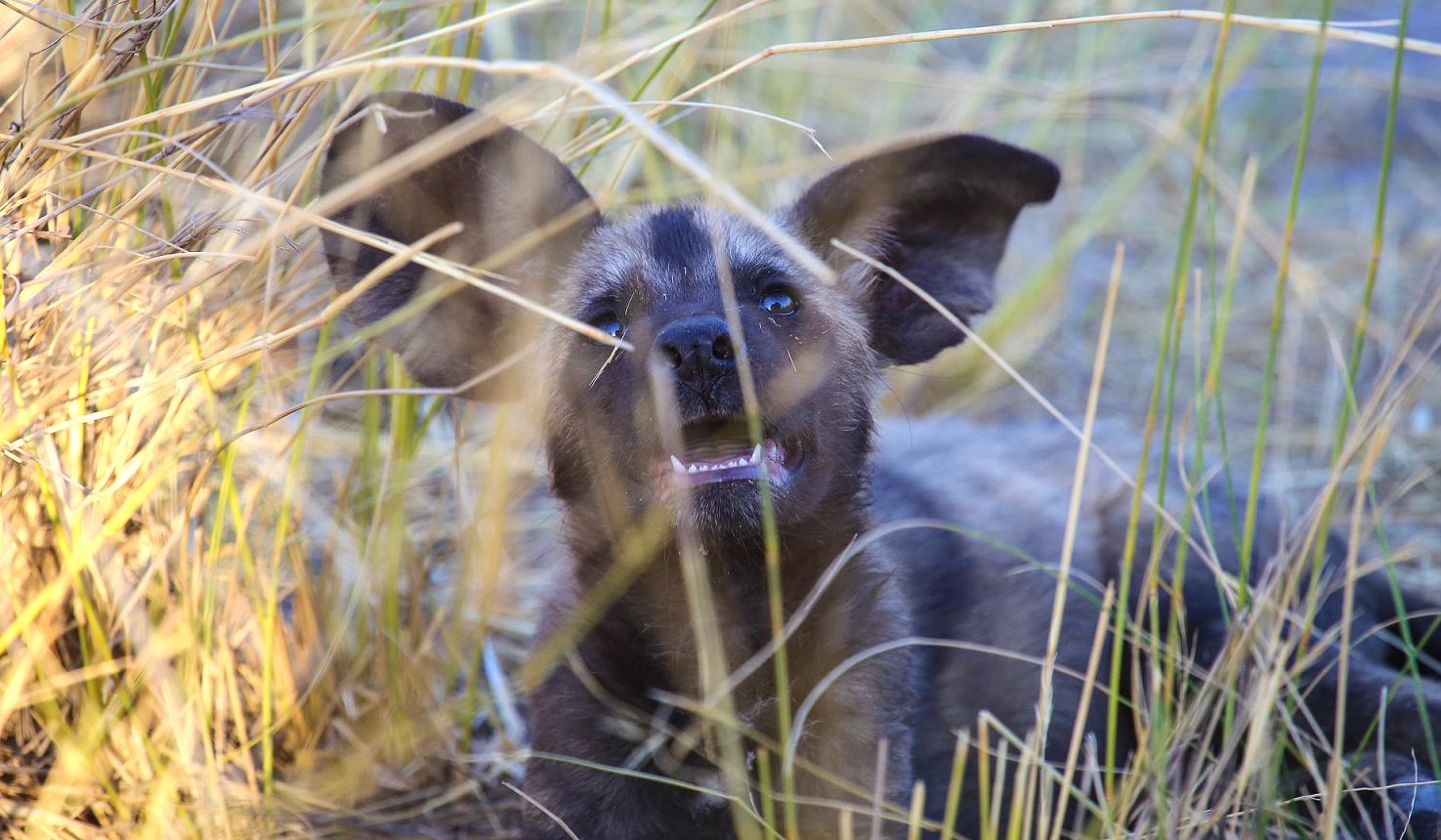 can painted dogs be domesticated