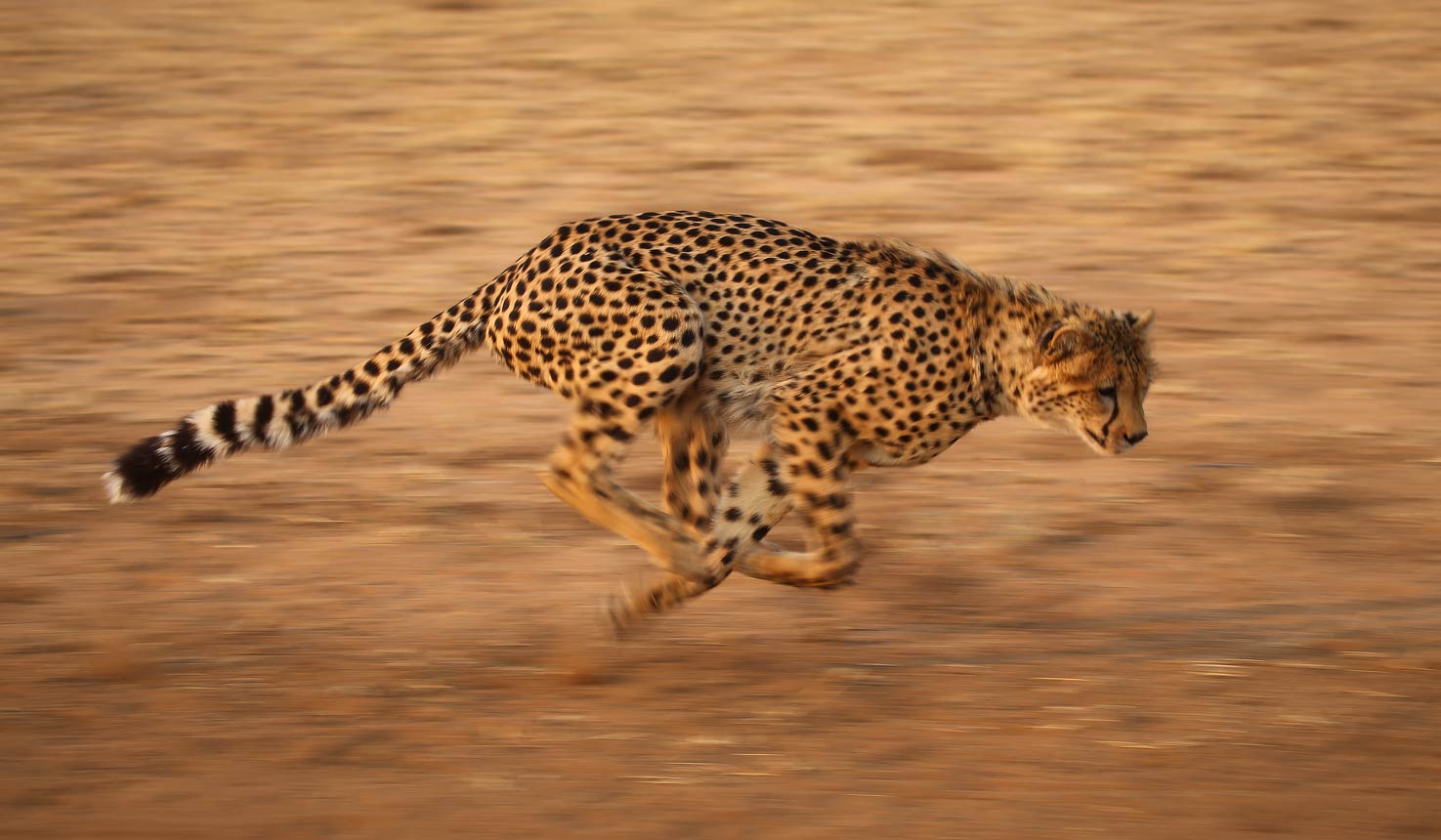 The best locations for Cheetahs with Africa Travel Resource