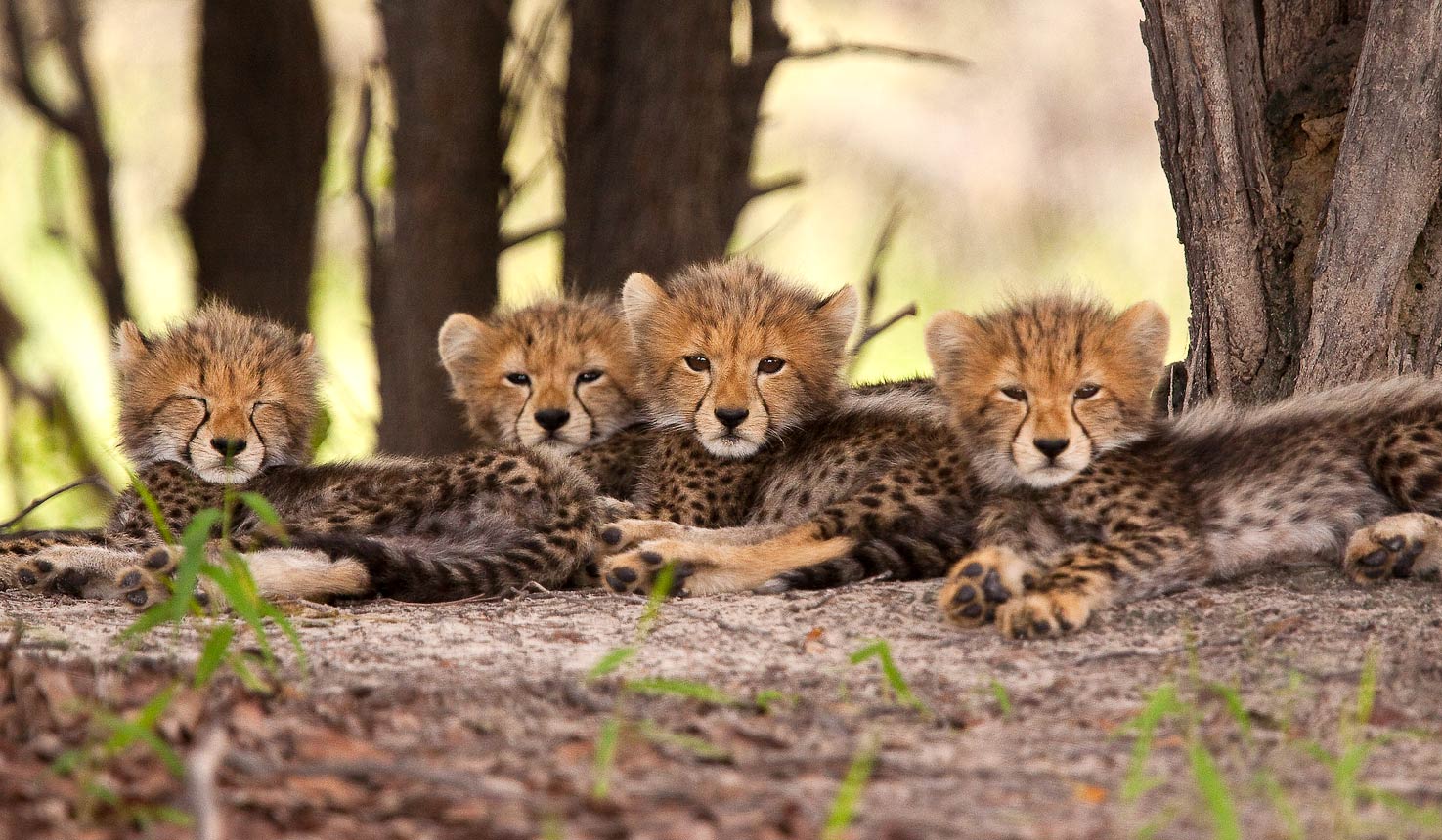 The best locations for Cheetahs with Africa Travel Resource