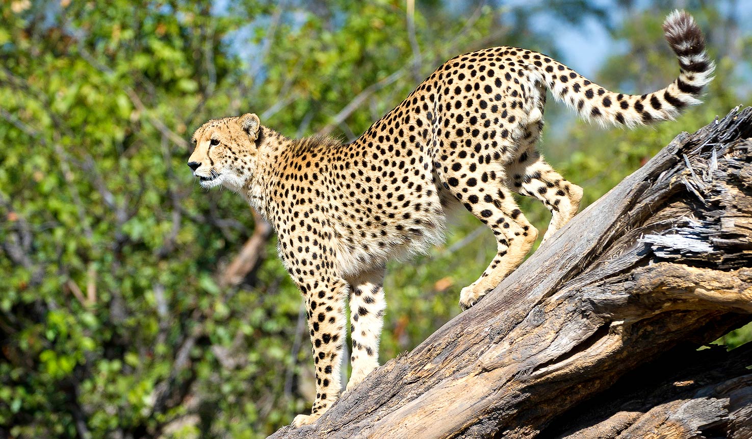 The best locations for Cheetahs with Africa Travel Resource