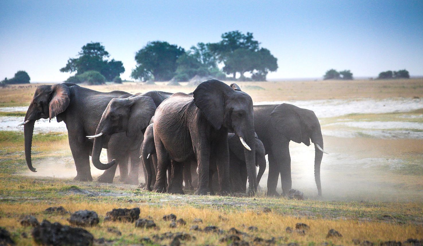 The Best Locations For Elephants With Africa Travel Resource