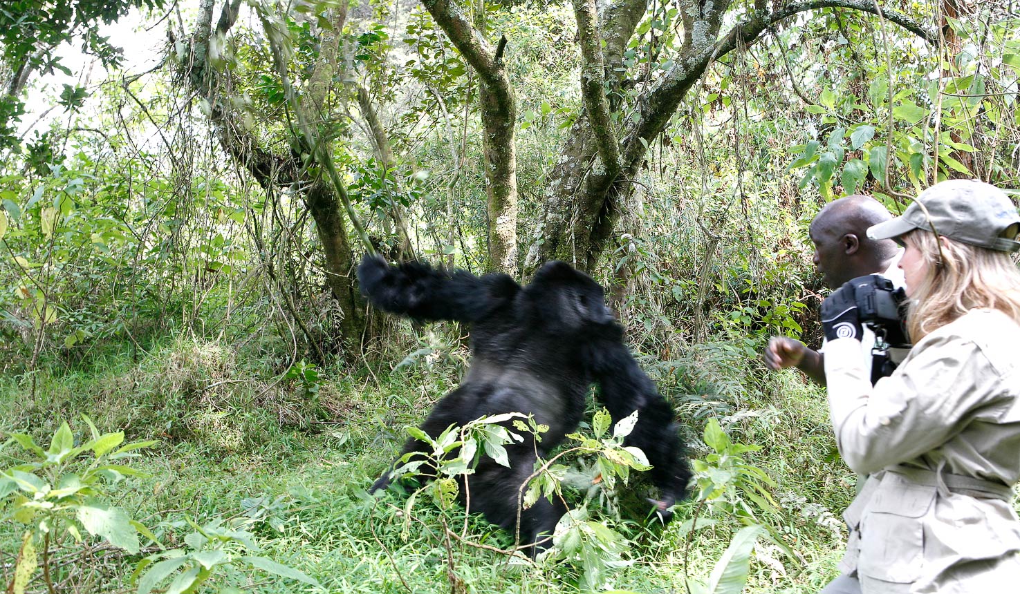 The best locations for Gorillas with Africa Travel Resource