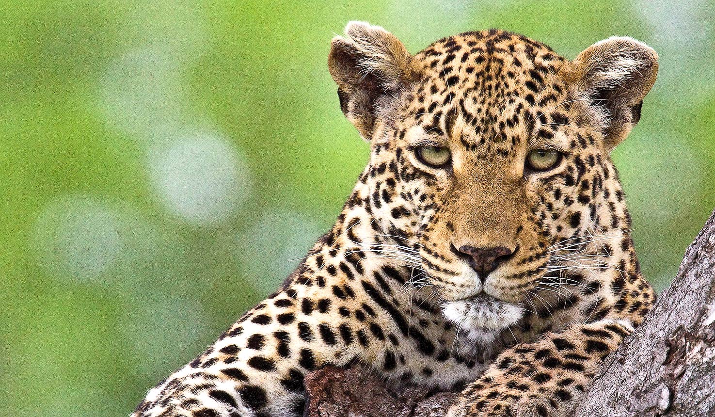 The best locations for Leopards with Africa Travel Resource