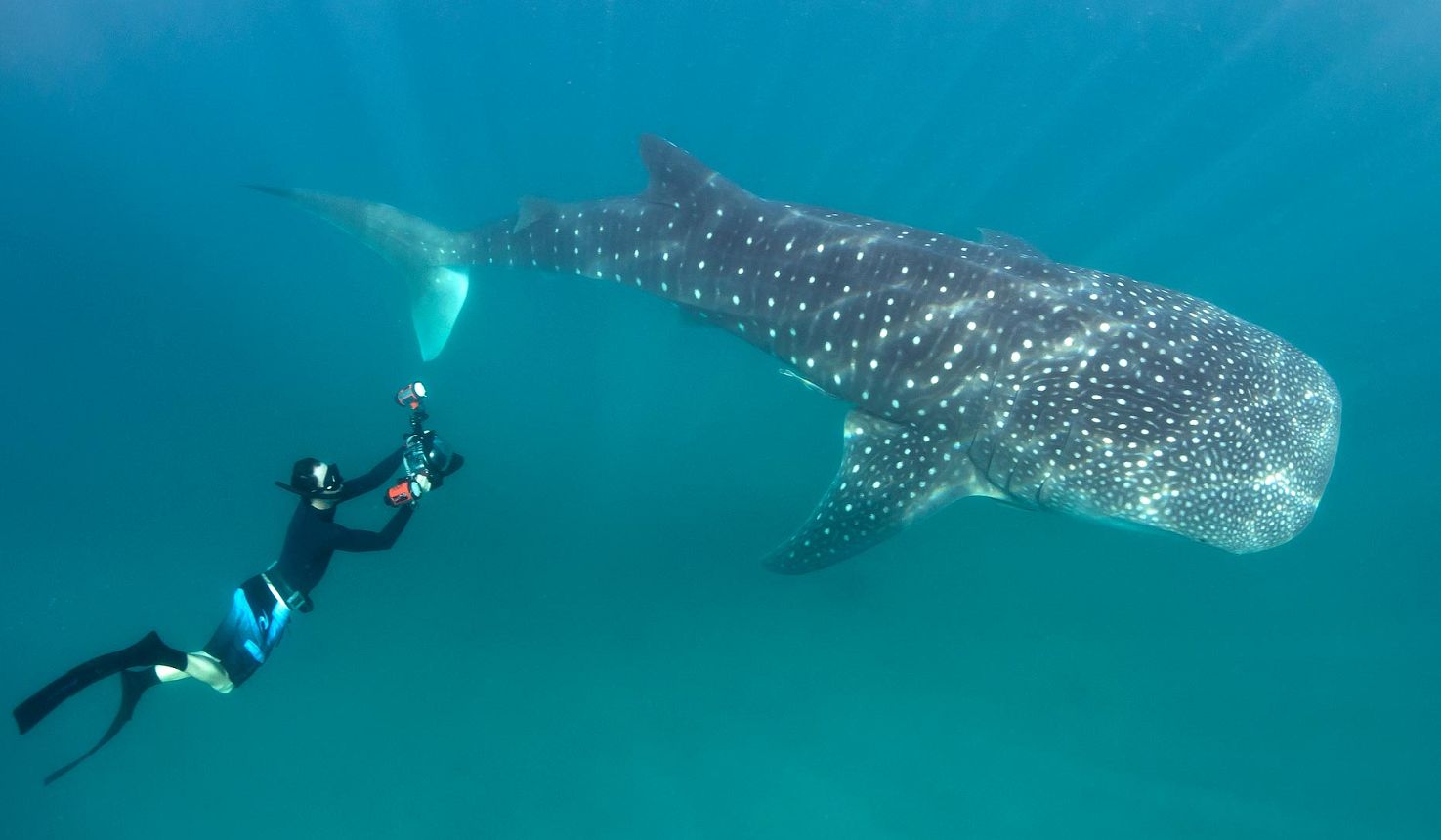 The best locations for Whale Sharks with Africa Travel Resource