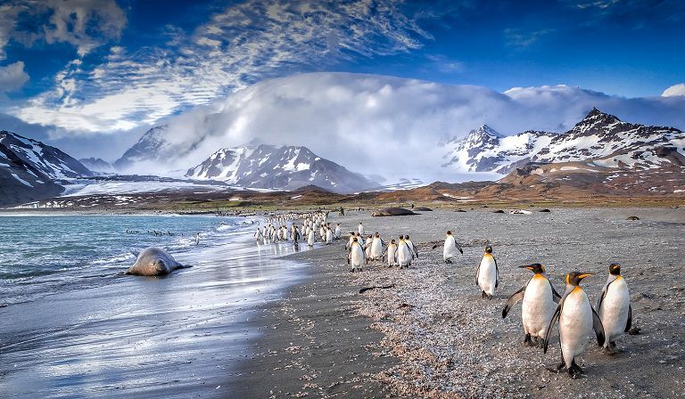 South Georgia is one of the most amazing wildlife locations in the world.