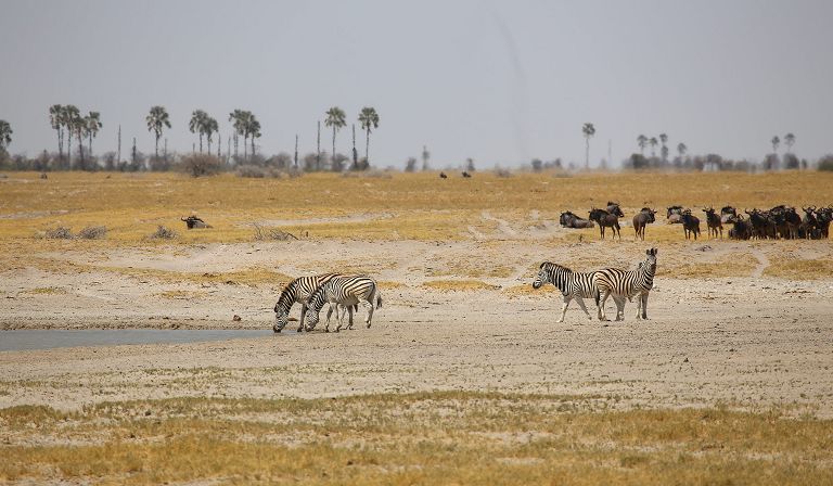 Vehicle safari is one of the primary activities ...