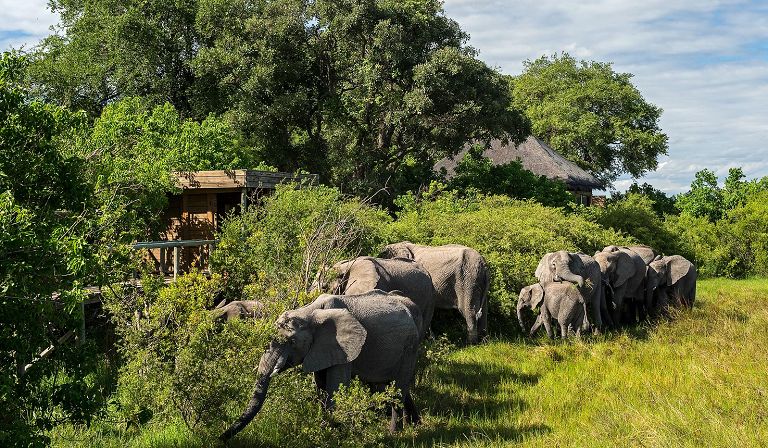 Slideshow image 9 for Vumbura Plains Camp