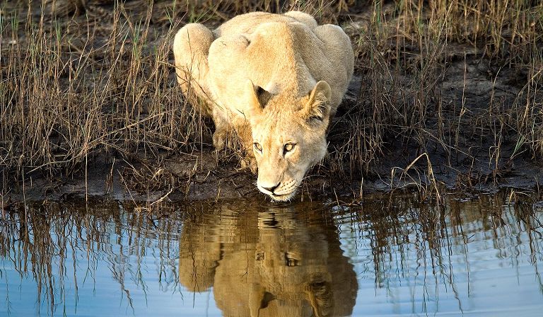 Slideshow image 29 for Vumbura Plains Camp