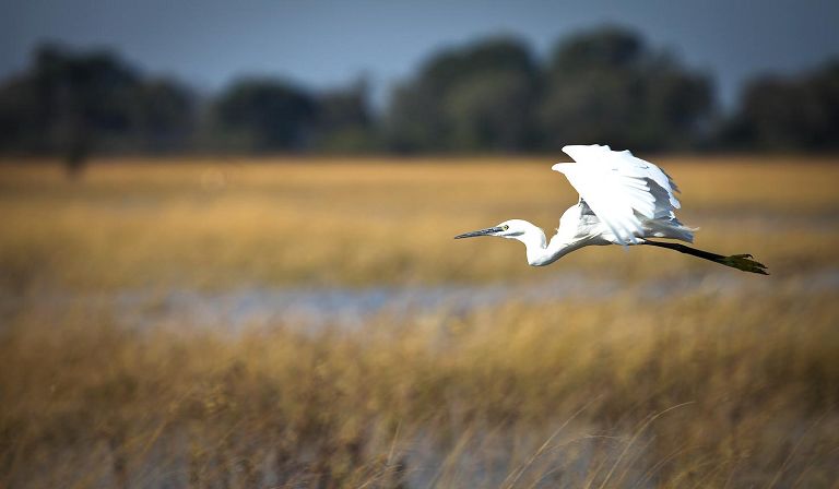Slideshow image 32 for Vumbura Plains Camp