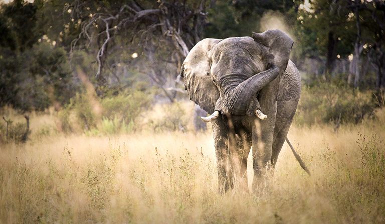 Slideshow image 35 for Vumbura Plains Camp