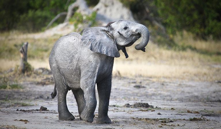 Slideshow image 39 for Vumbura Plains Camp