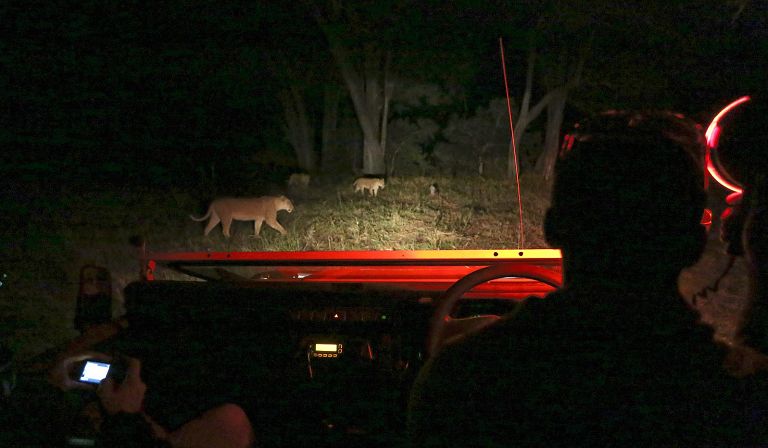 ... supplemented by some potentially dramatic night vehicle safari.