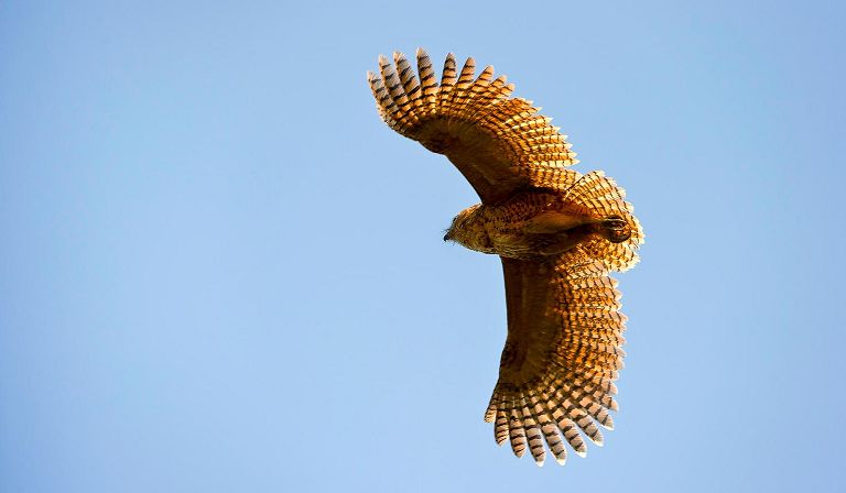 Slideshow image 42 for Vumbura Plains Camp