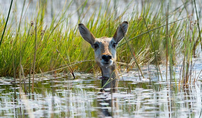 Slideshow image 44 for Vumbura Plains Camp