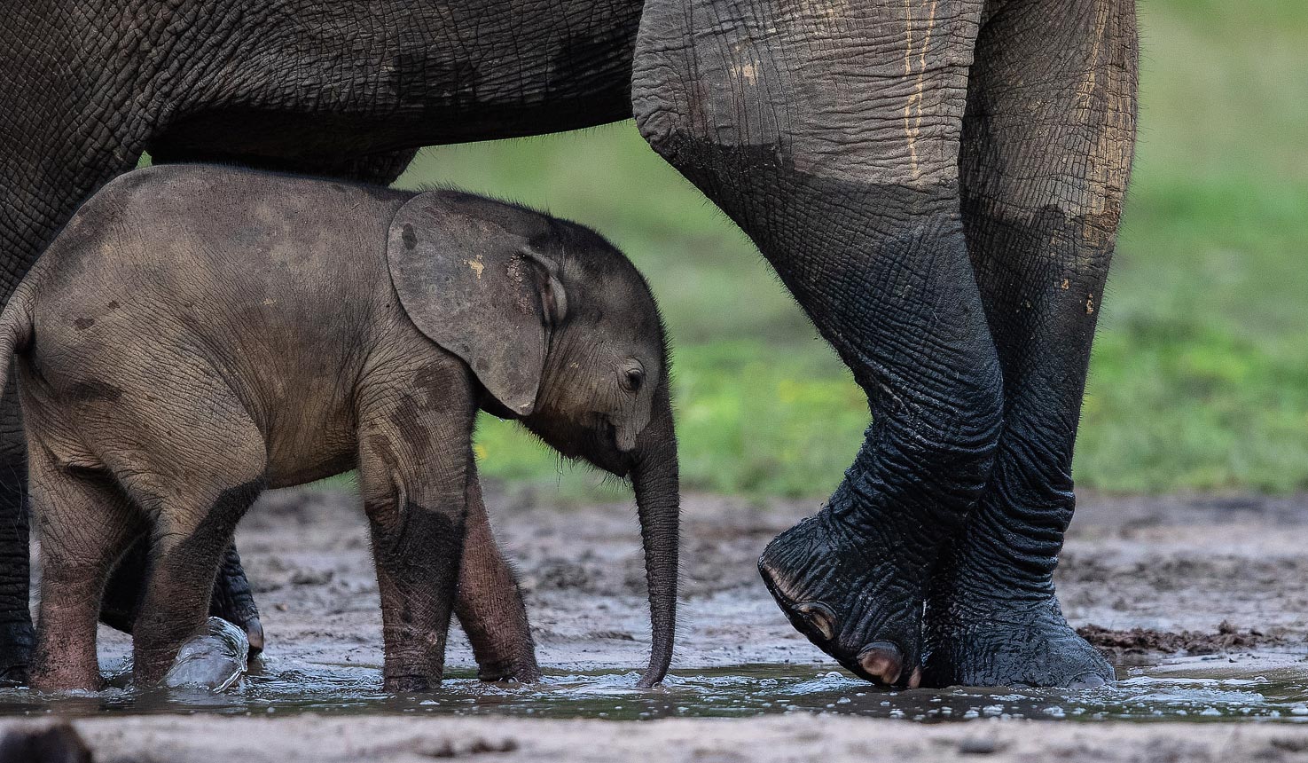 A baby gorilla and multiple elephant calves make their debut in  Dzanga-Sangha, Stories