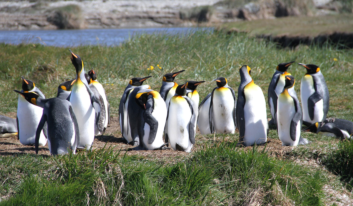 Punta Arenas safaris with Africa Travel Resource