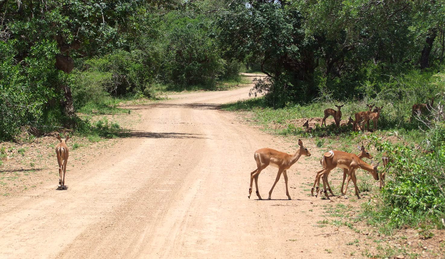 Ndumo Reserve safaris with Africa Travel Resource