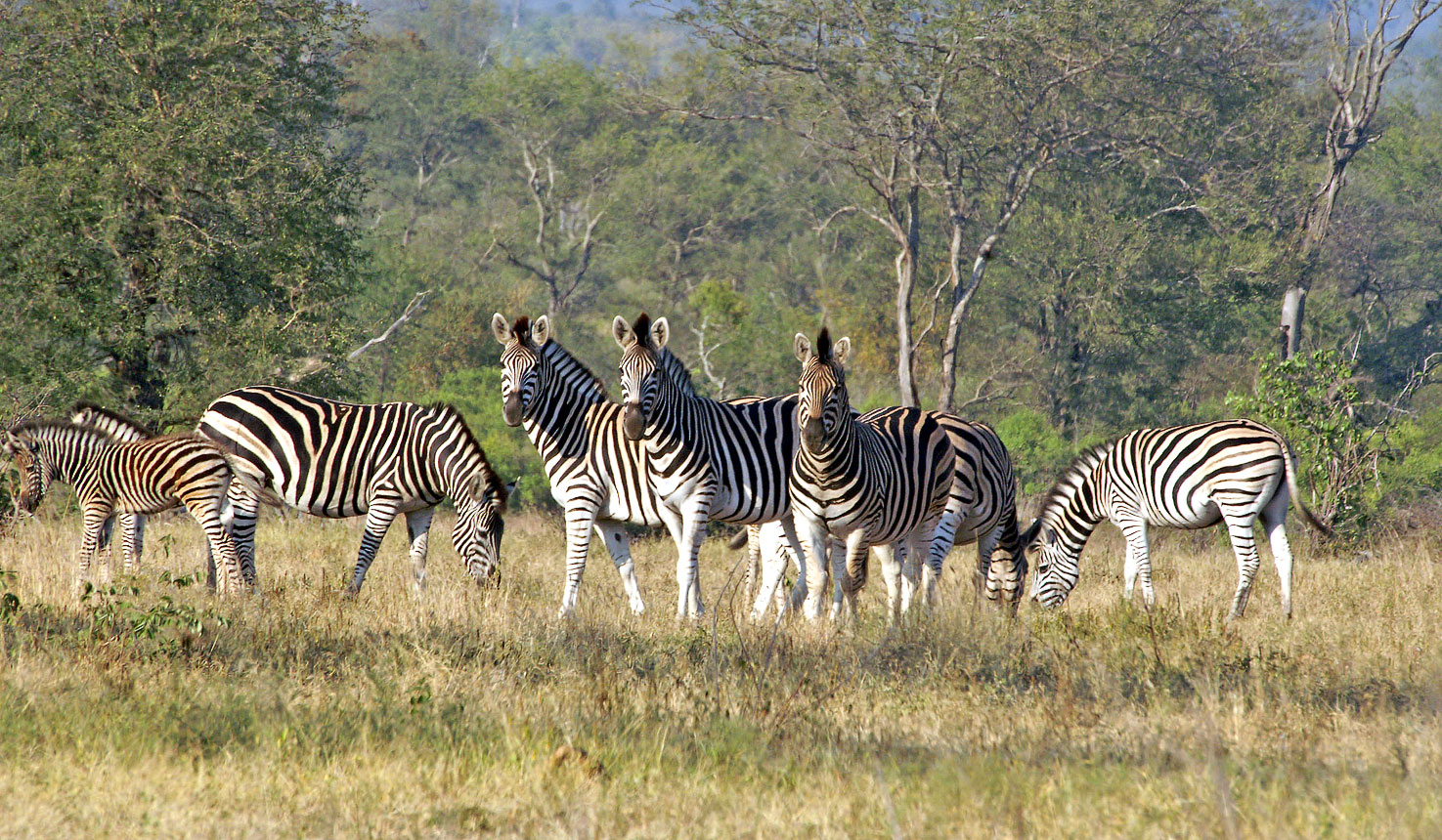 Safari to Lukimbi Safari Lodge with Africa Travel Resource