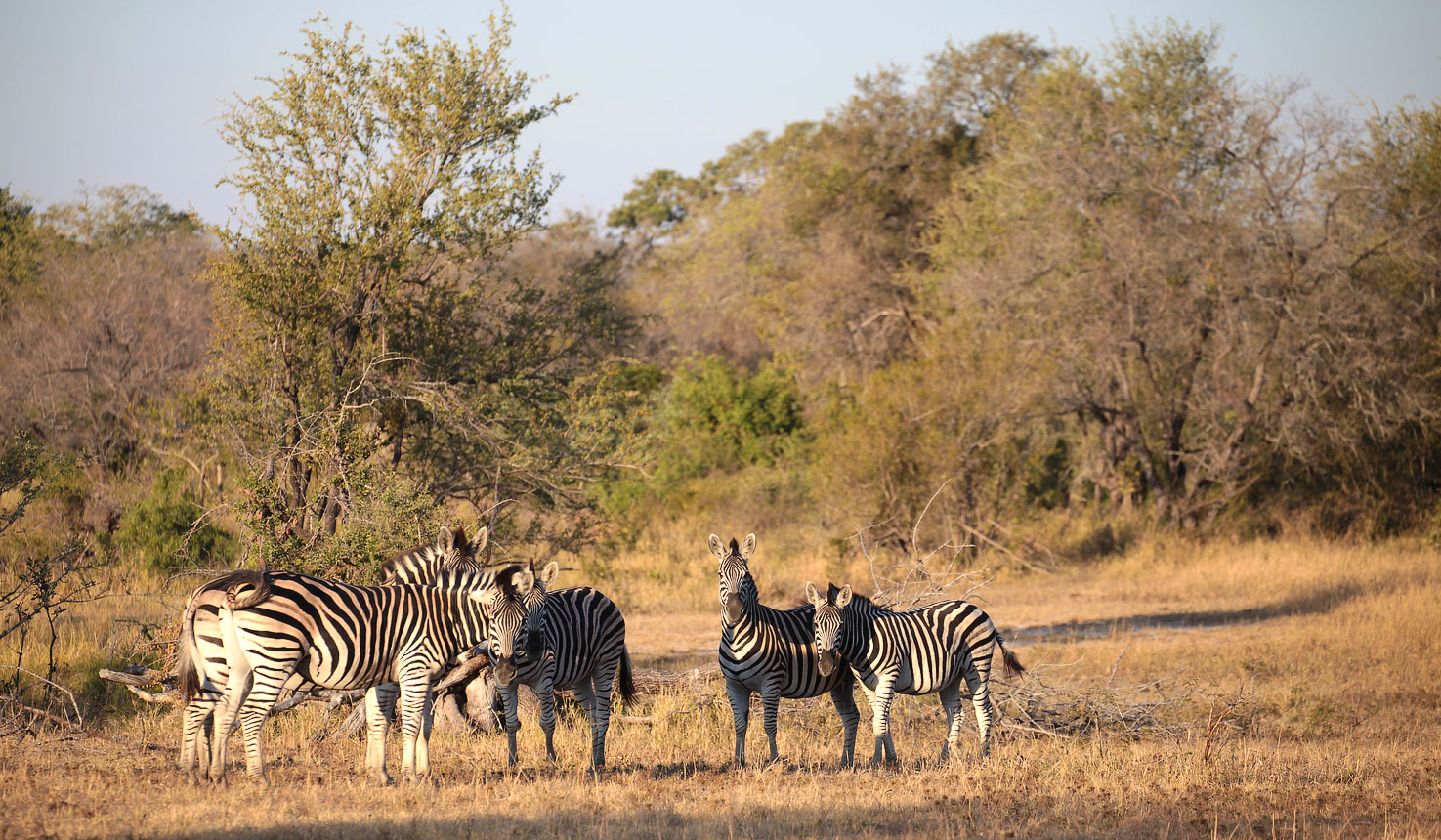 Safari to Nkambeni Safari Camp with Africa Travel Resource