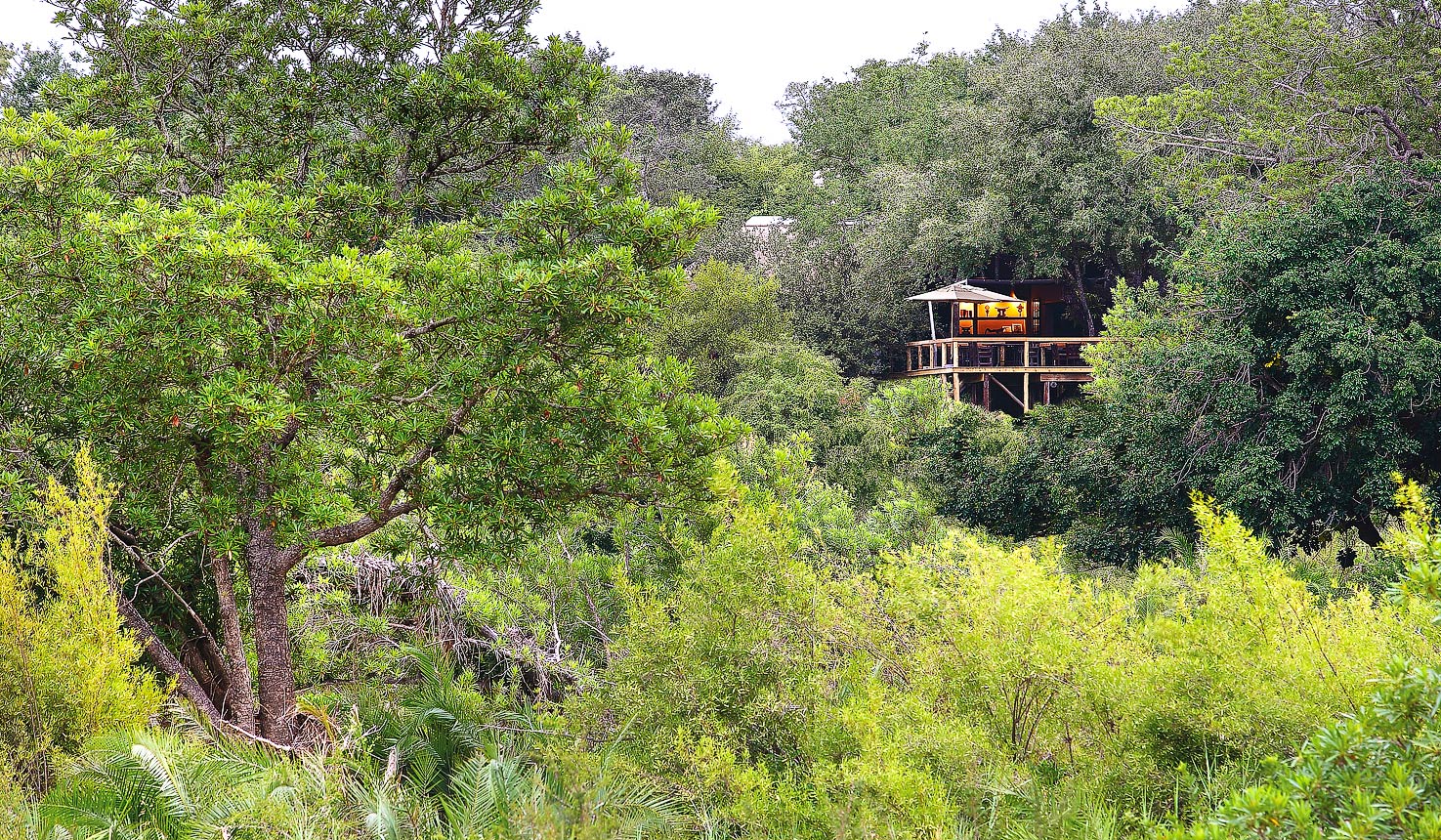 Safari To Londolozi Tree With Africa Travel Resource