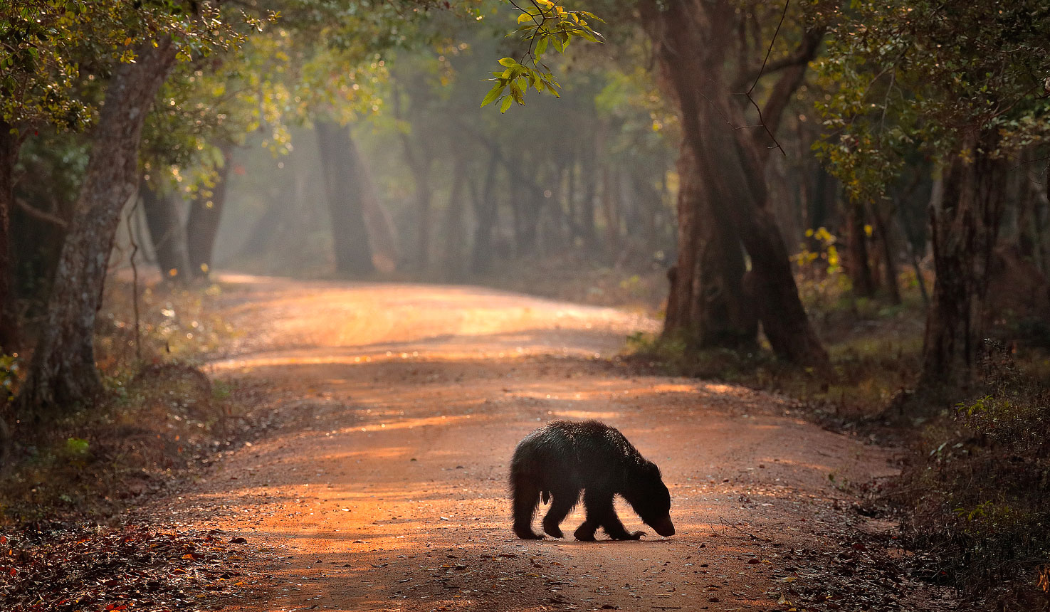 wilpattu senavi's safari guest