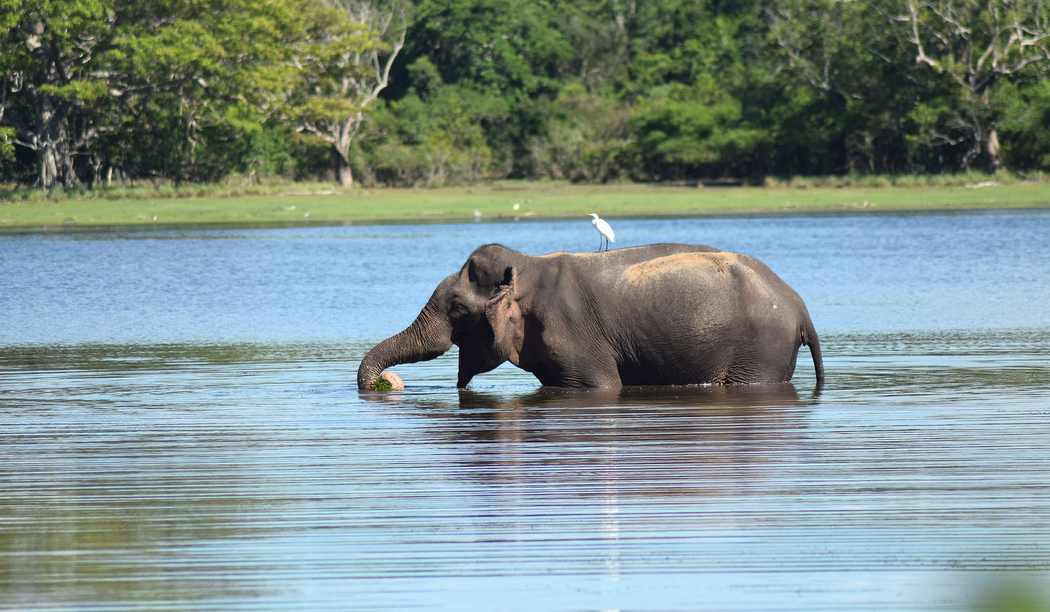 Wilpattu safaris with Africa Travel Resource