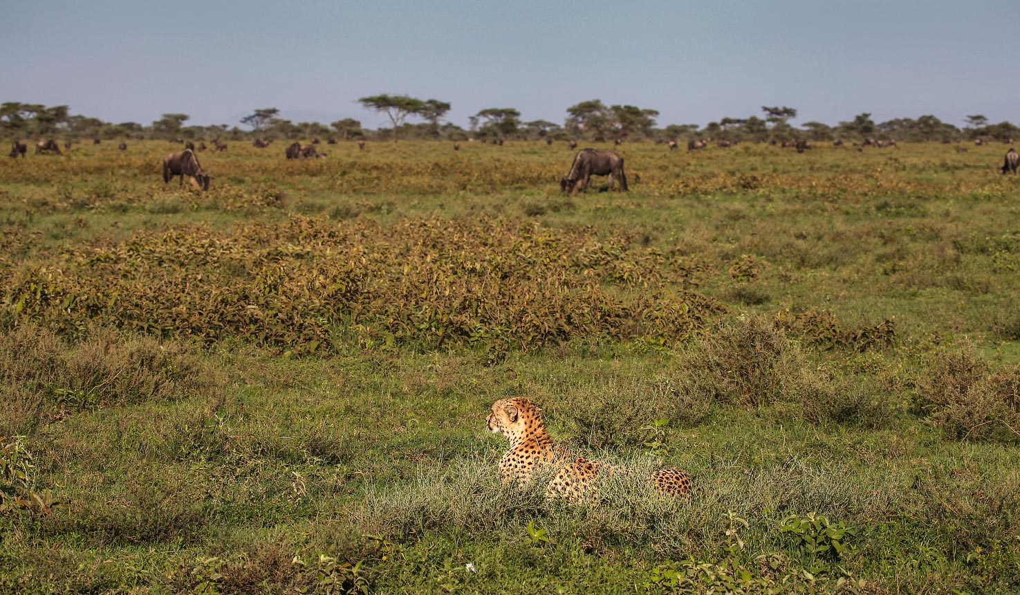 Safari to Ndutu Kati Kati Tented Camp with Africa Travel Resource