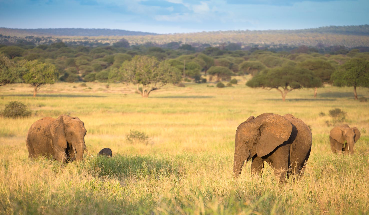 Safari to Lemala Mpingo Ridge with Africa Travel Resource