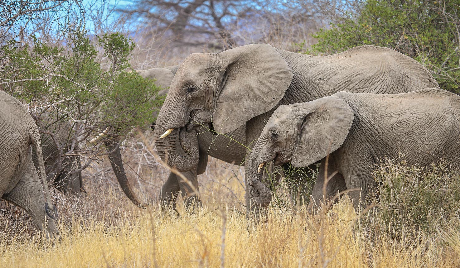 Ruaha Tanzania safari