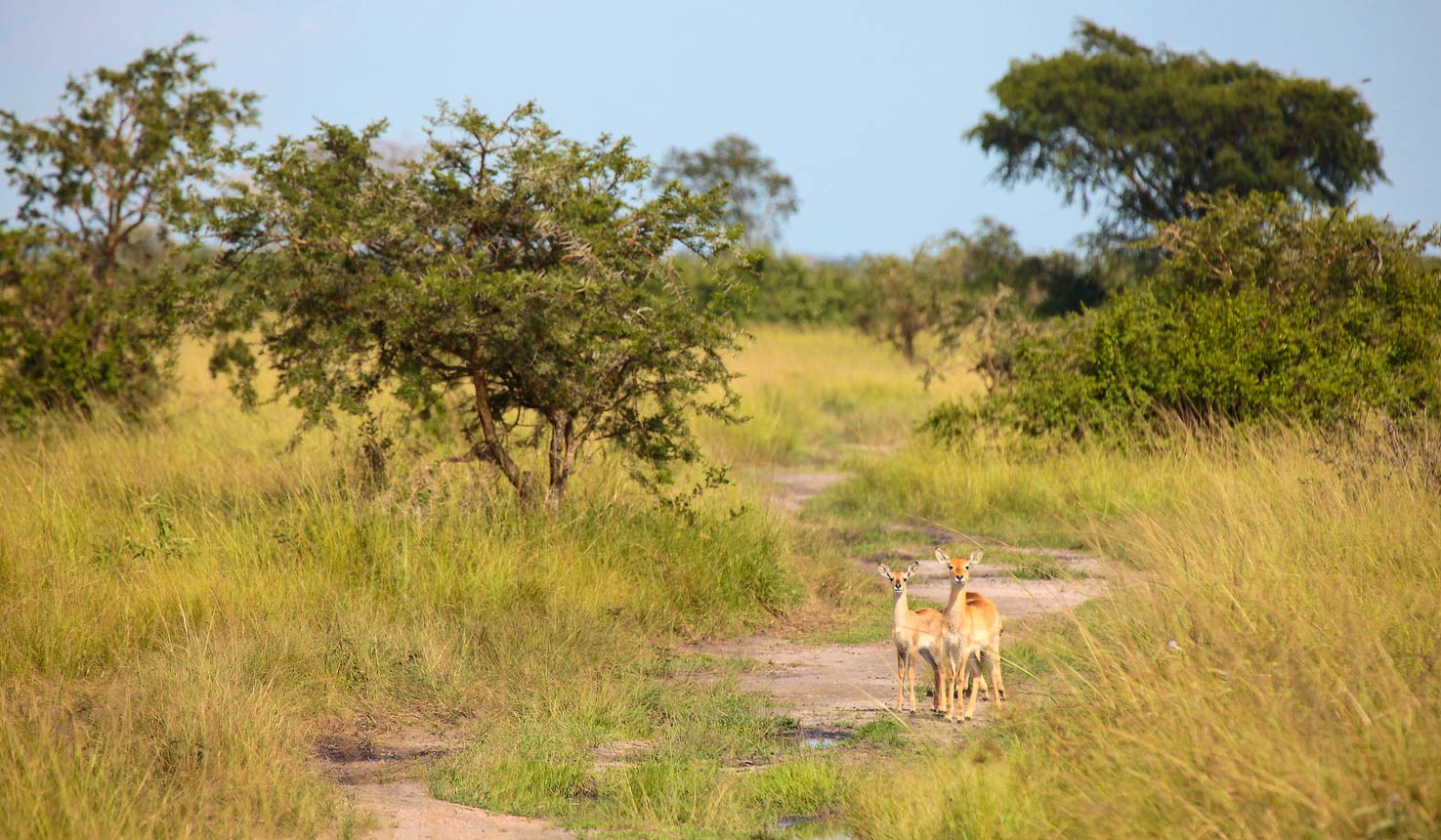 Jacana Safari Lodge, Vehicle Safari