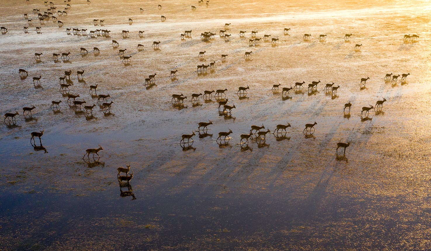 Safari To Shoebill Island Camp With Africa Travel Resource